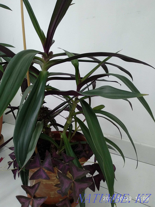 Шикарная композиция- рео и Оксалис вместе! Алматы - изображение 6