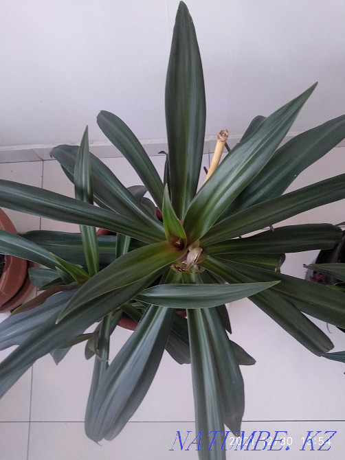 Шикарная композиция- рео и Оксалис вместе! Алматы - изображение 1