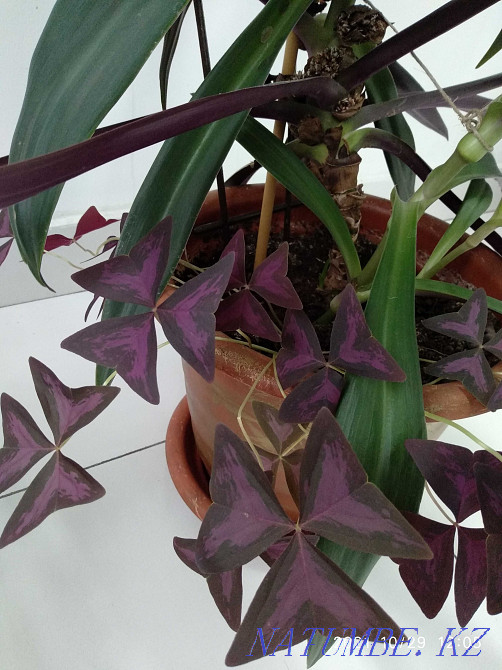 Шикарная композиция- рео и Оксалис вместе! Алматы - изображение 4