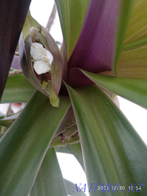 Шикарная композиция- рео и Оксалис вместе! Алматы - изображение 2