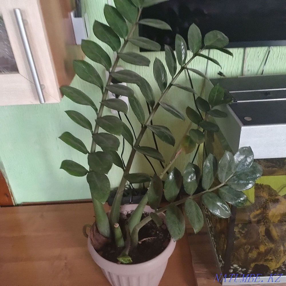 Продам долларовое дерево. Балхаш - изображение 1