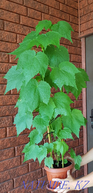 Abutilon. indoor maple Taldykorgan - photo 2
