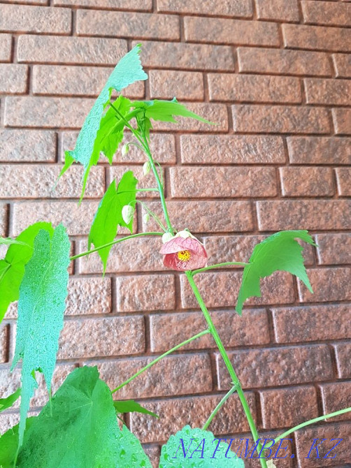 Abutilon. indoor maple Taldykorgan - photo 3