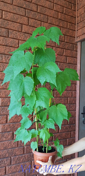 Abutilon. indoor maple Taldykorgan - photo 1