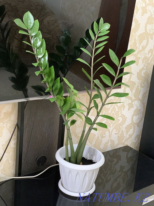 dollar tree  - photo 1