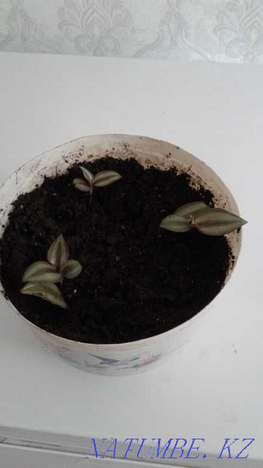 Zebrina 150 and 250 tenge Ust-Kamenogorsk - photo 4