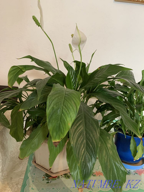 Гүлдер әйел бақыты  - изображение 2