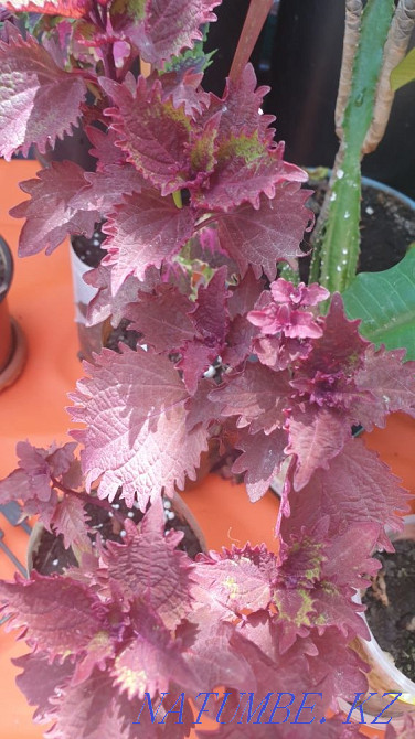 Sell varietal coleus Almaty - photo 2