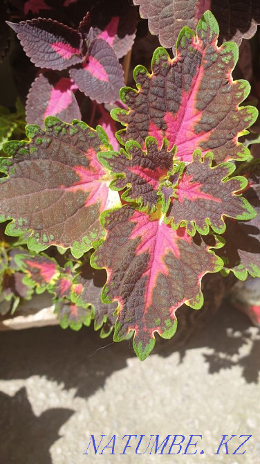 Sell varietal coleus Almaty - photo 4