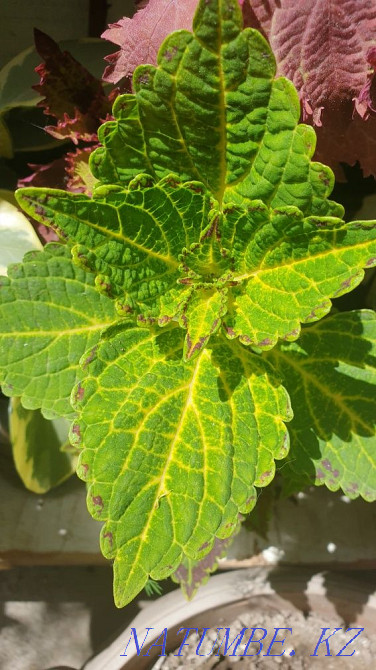Sell varietal coleus Almaty - photo 3