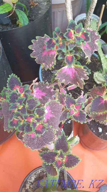 Sell varietal coleus Almaty - photo 1