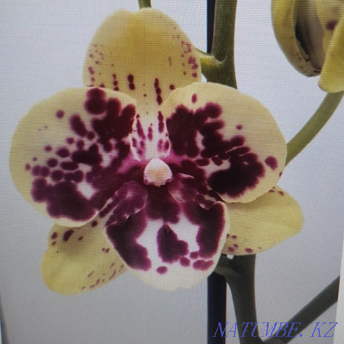 phalaenopsis orchids Жарсуат - photo 4
