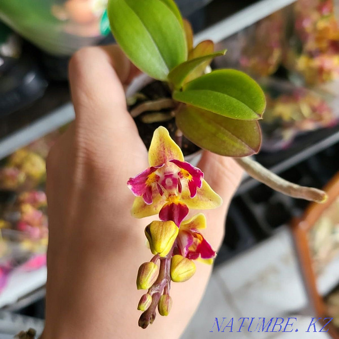 phalaenopsis orchids Жарсуат - photo 3