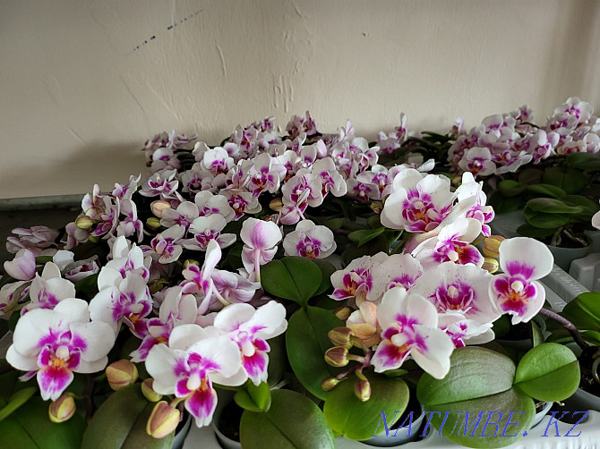 phalaenopsis orchids Жарсуат - photo 2