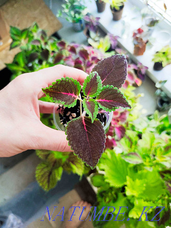 flower seedlings for outdoor flowerpots and for the home  - photo 2