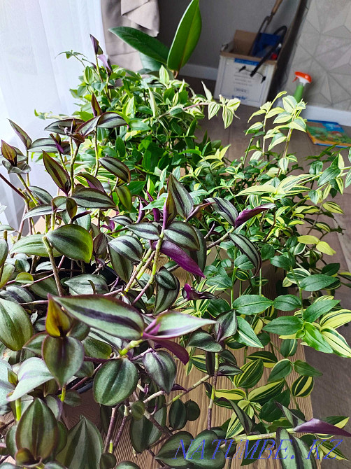 flower seedlings for outdoor flowerpots and for the home  - photo 5