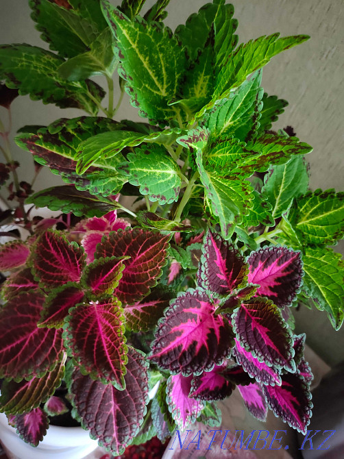 flower seedlings for outdoor flowerpots and for the home  - photo 3