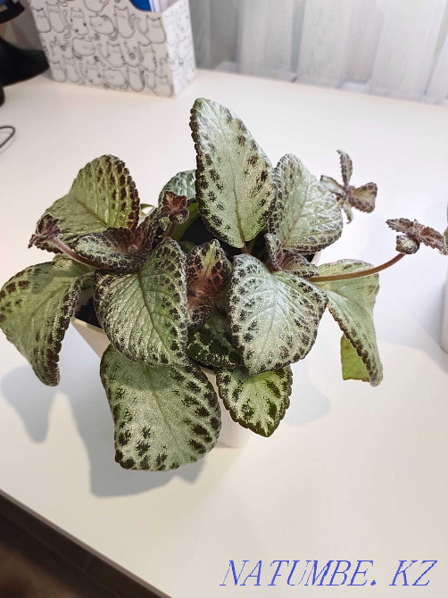 flower seedlings for outdoor flowerpots and for the home  - photo 4