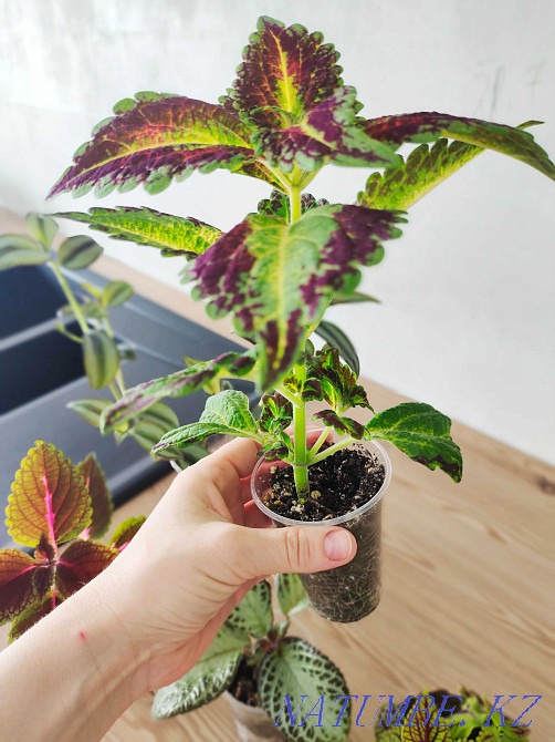 flower seedlings for outdoor flowerpots and for the home  - photo 8