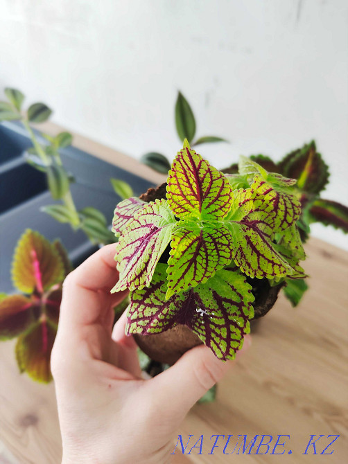 flower seedlings for outdoor flowerpots and for the home  - photo 6