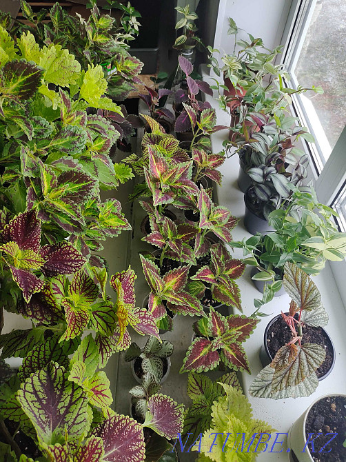 flower seedlings for outdoor flowerpots and for the home  - photo 1