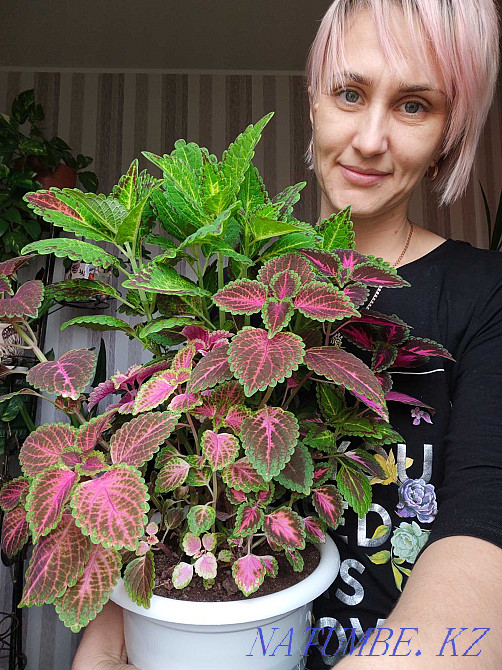 flower seedlings for outdoor flowerpots and for the home  - photo 7