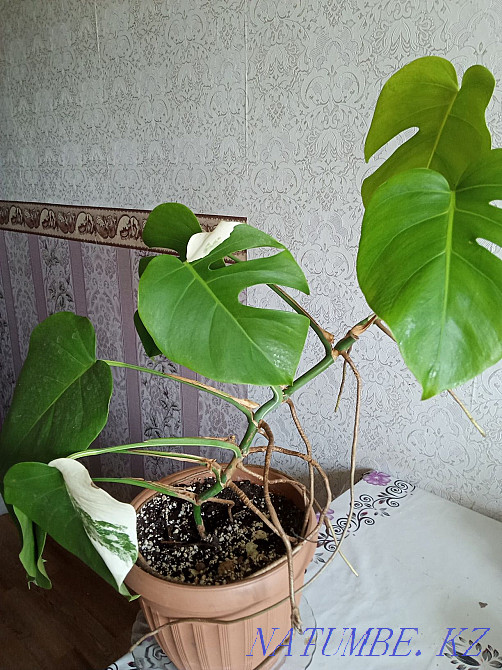 Павлодар гүлдері үлкен таңдау Муткенова - изображение 4