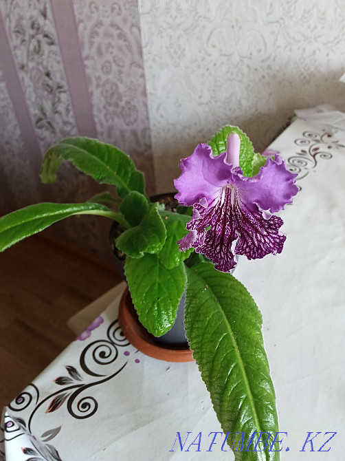 Павлодар гүлдері үлкен таңдау Муткенова - изображение 5