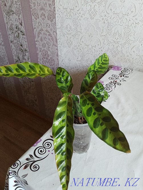 Павлодар гүлдері үлкен таңдау Муткенова - изображение 3