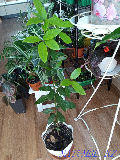 Павлодар гүлдері үлкен таңдау Муткенова - изображение 1