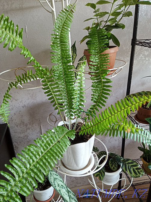 Павлодар гүлдері үлкен таңдау Муткенова - изображение 2