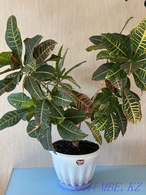 croton flower Almaty - photo 5
