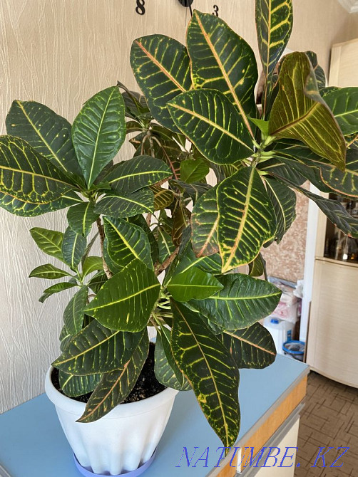 croton flower Almaty - photo 1