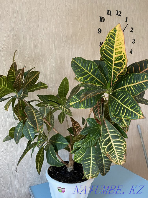 croton flower Almaty - photo 2