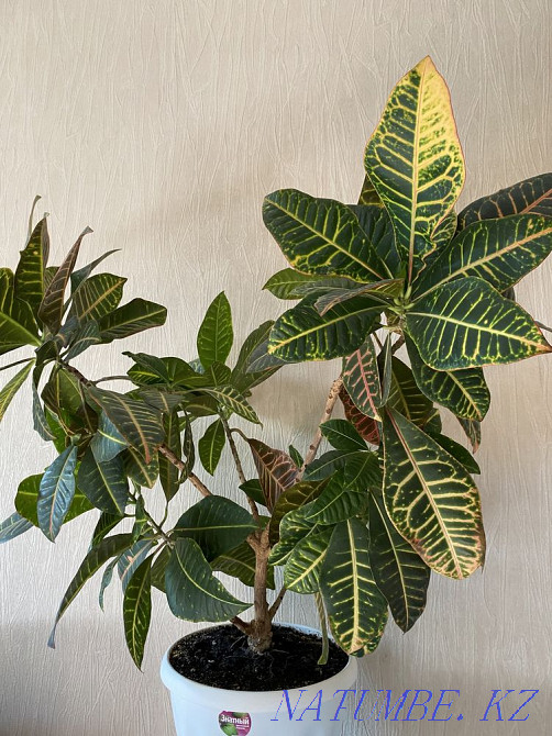 croton flower Almaty - photo 6