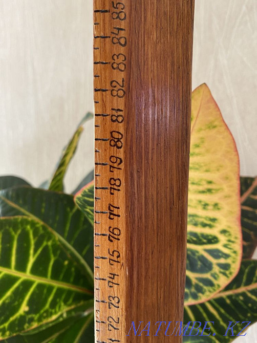 croton flower Almaty - photo 4