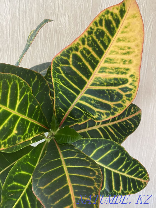 croton flower Almaty - photo 3