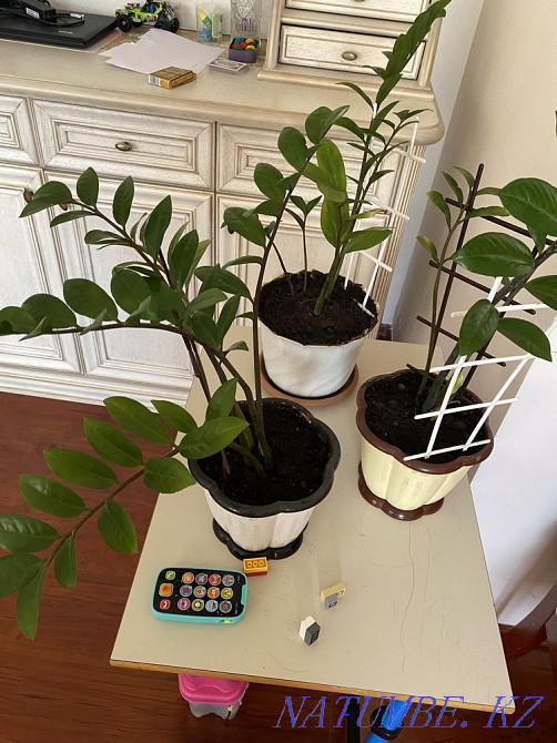 Flowers for sale Astana - photo 2