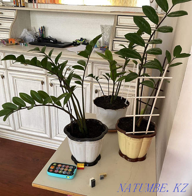 Flowers for sale Astana - photo 1