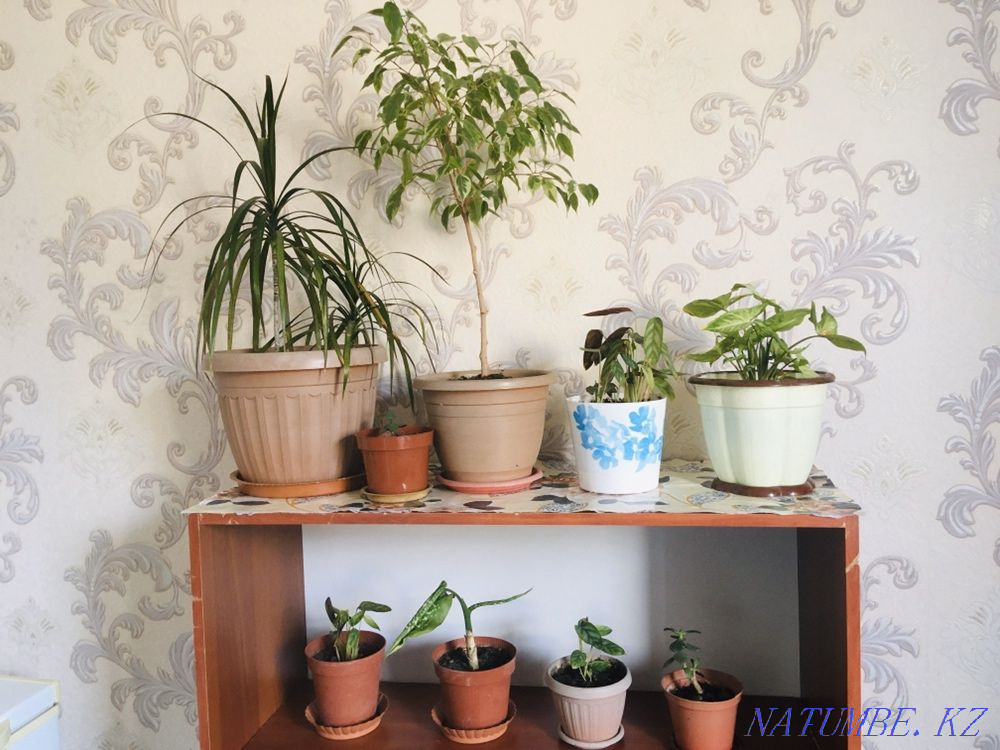 Flowers for sale Urgently Shymkent - photo 1