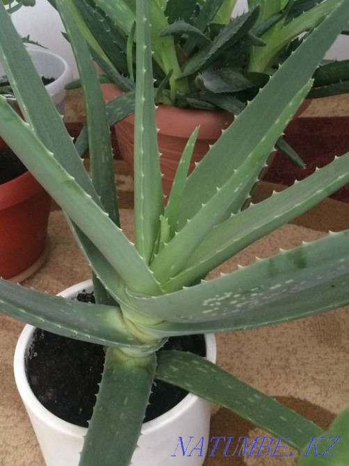 Алоэ продам . Астана - изображение 1