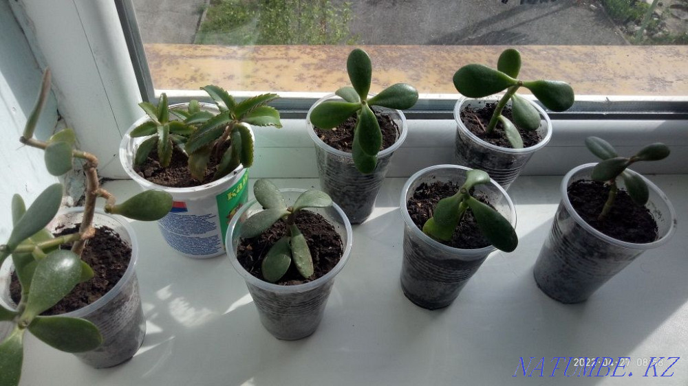 Продам укорененные черенки каланхоэ и денежного дерева  - изображение 3