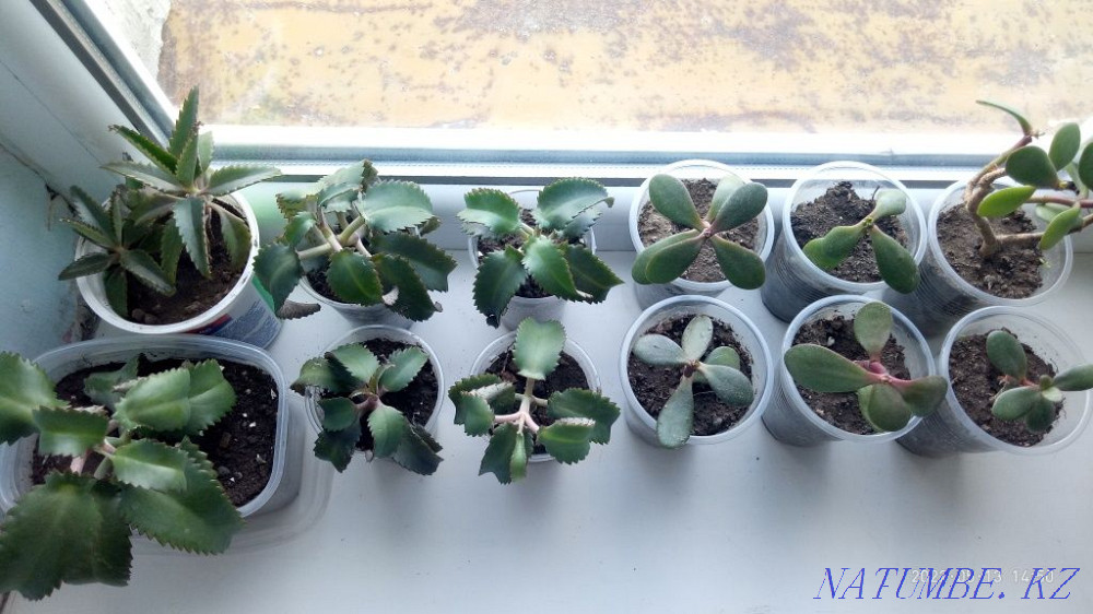 Продам укорененные черенки каланхоэ и денежного дерева  - изображение 2