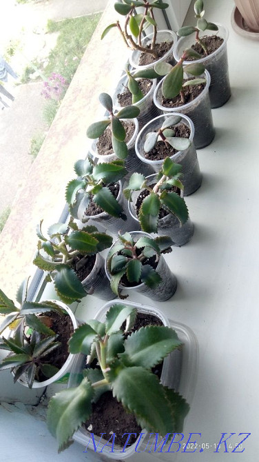 Продам укорененные черенки каланхоэ и денежного дерева  - изображение 1