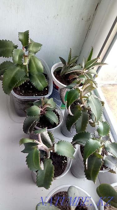 Продам укорененные черенки каланхоэ и денежного дерева  - изображение 5