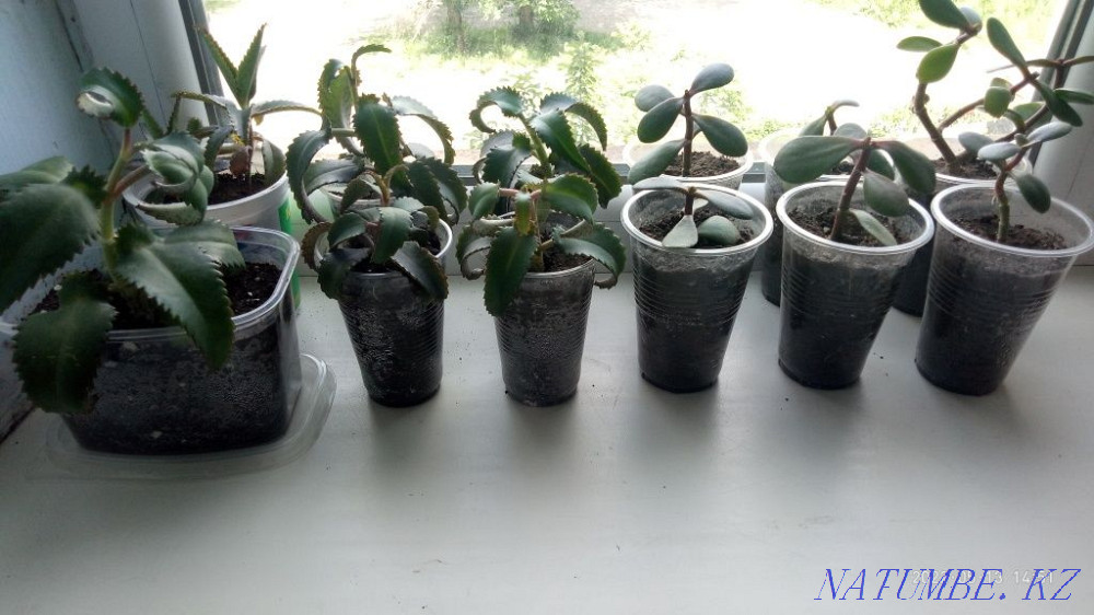 Продам укорененные черенки каланхоэ и денежного дерева  - изображение 6