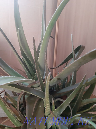 Aloe satamyn Astana - photo 3