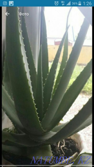 Aloe satamyn Astana - photo 1
