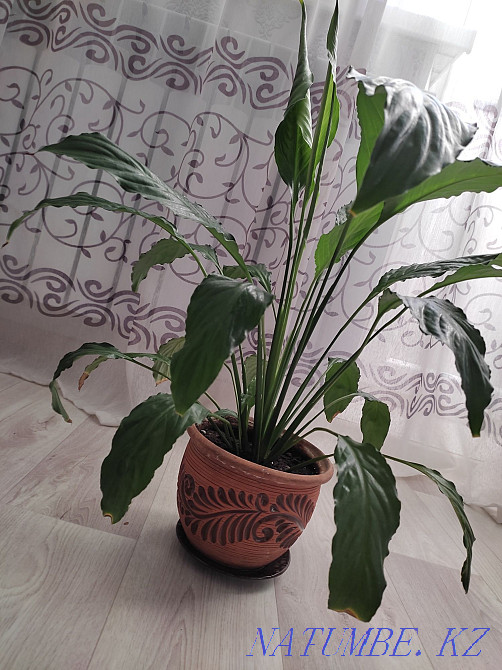 Цветы для дома и офиса Семей - изображение 2