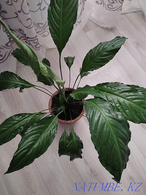 Цветы для дома и офиса Семей - изображение 4